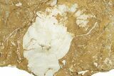 Ordovician Kukersite Oil Shale w/ Bryozoan & Bivalve Fossils #369562-1